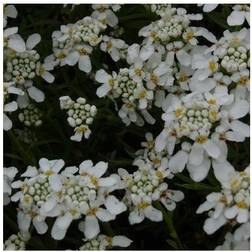 Snepude - Iberis sempervirens Zwergschneeflocke Blomsterfrø
