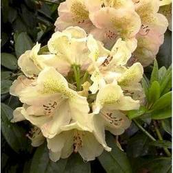 Rhododendron hybrid Belkanto