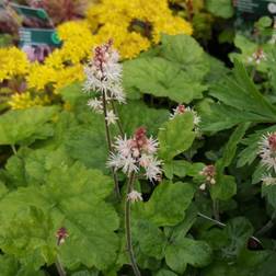 Skumblomst Spring Symphony Tiarella cordifolia Spring Symphony