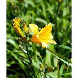 HEMEROCALLIS h. 'Chicago Sunrice' Daglilje