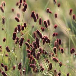 Kvæsurt - Sanguisorba officinalis