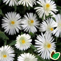 Middagsblomst Moon Stone Delosperma cooperi Moon Stone