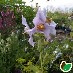 Tibets blå Valmue Blomsterfrø