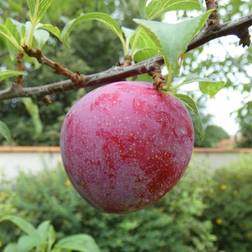 Abrikosmirabelle Aprikyra - Prunus domestica Aprikyra