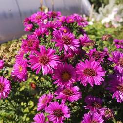 ASTER dumosus 'Starlight' Pudeasters Komplet pyntepude Rød, Lilla