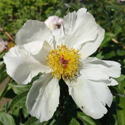 Silkepæon White Wings - Paeonia lactiflora White Wings