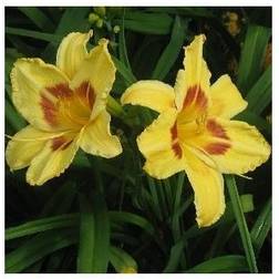 HEMEROCALLIS hybrid 'King Georg' Daglilje