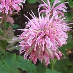 MONARDA hybrid 'Croftway Pink' Hestemynte