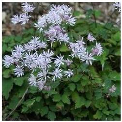 Dværg frøstjerne - Thalictrum kiusianum