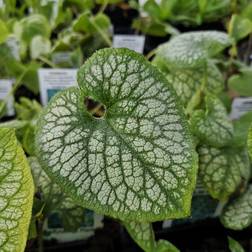 Kærmindesøster Marmoreret Jack Frost Brunnera macrophylla