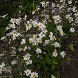 ANEMONE hybrid 'Ruffled Swan' Anemone Staude