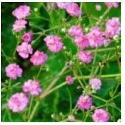 Brudeslør Flamingo - Gypsophila paniculata Flamingo