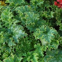 HEUCHERA hybrid 'Apple Crisp' Alunrod Blomsterfrø