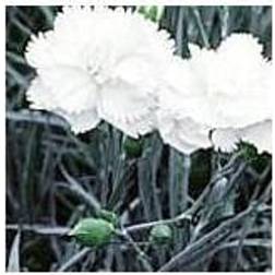 Fjernellike Haytor White Dianthus plumarius Haytor