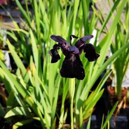 Iris chrysographes Black Form