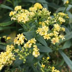 SOLIDAGO hybrid 'Lemore' Gyldenris Blomsterfrø