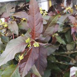 Rødbladet Diervilla - Diervilla splendens Diva Blomsterfrø
