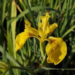Gul Sværdlilje - Iris Blomsterfrø