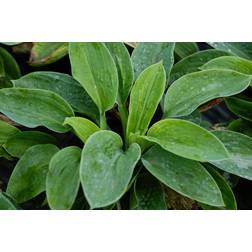 HOSTA hybrid 'Fragrant Bouquet' Funkia