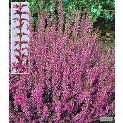 Calluna vulgaris 'Marlies' Efterårslyng Grøntsagsfrø