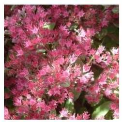 Japansk stenurt - Sedum cauticola Blomsterfrø