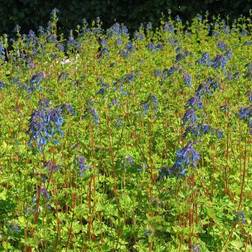 Lærkespore - Corydalis elata Blomsterfrø