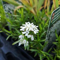Snepude - Iberis sempervirens Snowflake Blomsterfrø