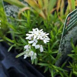 Snepude - Iberis sempervirens Snowflake