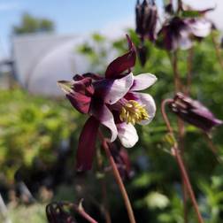 AQUILEGIA vulg. William Guiness - 1L potte