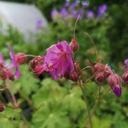 Storkenæb - Geranium macrorrhizum Blomsterfrø