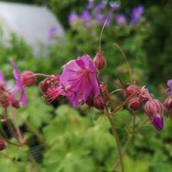 Storkenæb - Geranium macrorrhizum