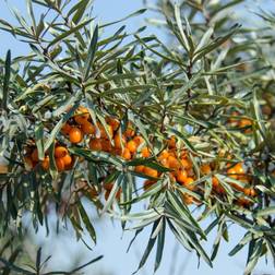 Havtorn Eva - Hunplante Hippophae rhamnoides Eva Blomsterfrø