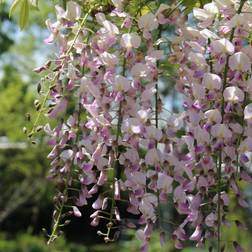 KLÄTTERVÄXT BLÅREGN ROSEA