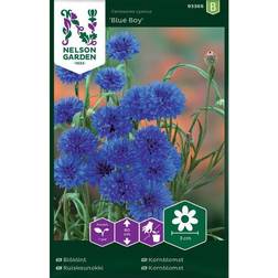 Nelson Garden Blåklint 'Blue Boy' frö