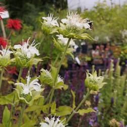 Hestemynte Schneewittchen - Monarda hybrid Schneewittchen Blomsterfrø