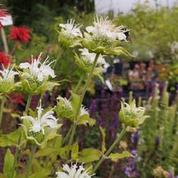 Hestemynte Schneewittchen - Monarda hybrid Schneewittchen