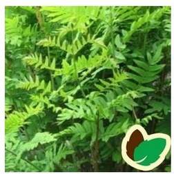 Kongebregne - Osmunda regalis Hækplante