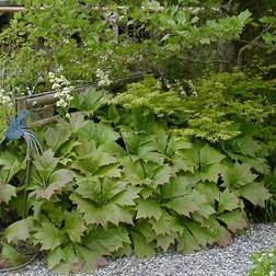 Bronzeblad - Rodgersia podophylla