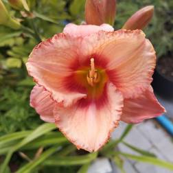 Daglilje Strawberry Candy - Hemerocallis hybrid Strawberry Candy