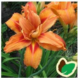 Daglilje Apricot Beauty - Hemerocallis hybrid Apricot Beauty Blomsterfrø