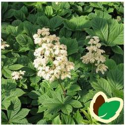 Bronceblad Alba Rodgersia pinnata Alba Blomsterfrø