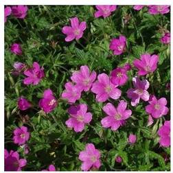 Storkenæb Geranium Geranium endressii Eye