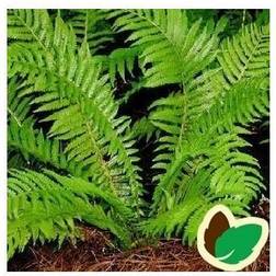 Kurvebregne - Matteuccia orientalis Hækplante