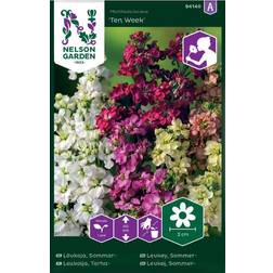 Nelson Garden Sommarlövkoja 'Ten Week' mix frö Blomsterfrø