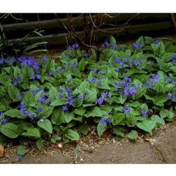 OMP OMPHALODES verna Kærminde Blomsterfrø
