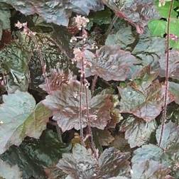 HEUCHERA micrantha 'Palace Purple' Alunrod Grøntsagsfrø