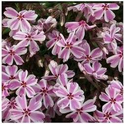 Lyngfloks Candy Stribes Phlox Candy