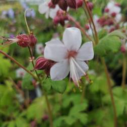 Storkenæb Spessart - Geranium macrorrhizum Plantejord