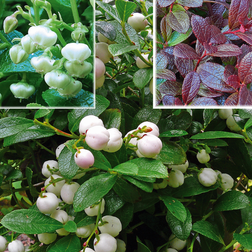 Gaultheria miqueliana Bjergte Hækplante