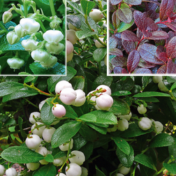 Gaultheria miqueliana Bjergte